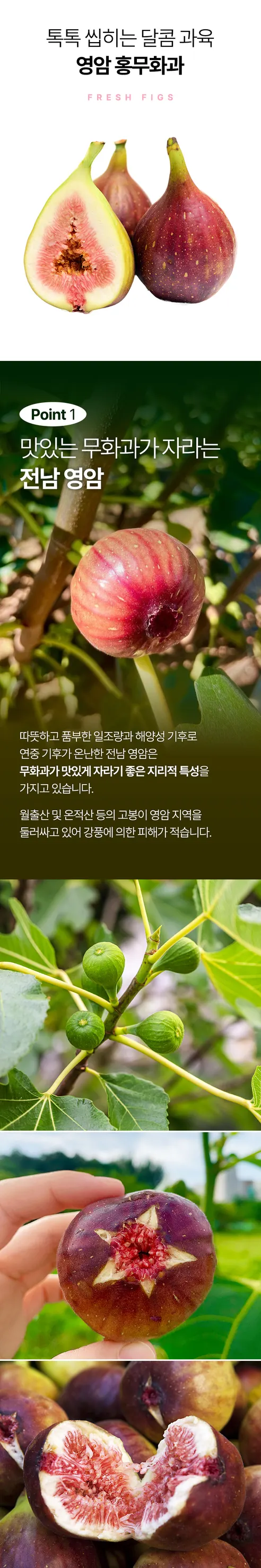 하늘 꽃 영암 홍무화과, 500g, 2팩 상세 이미지 5