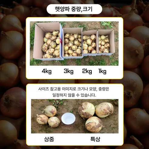 봉이네 햇 양파, 2026년수확, 국내산, 특상, 5kg, 1개 상세 이미지 19