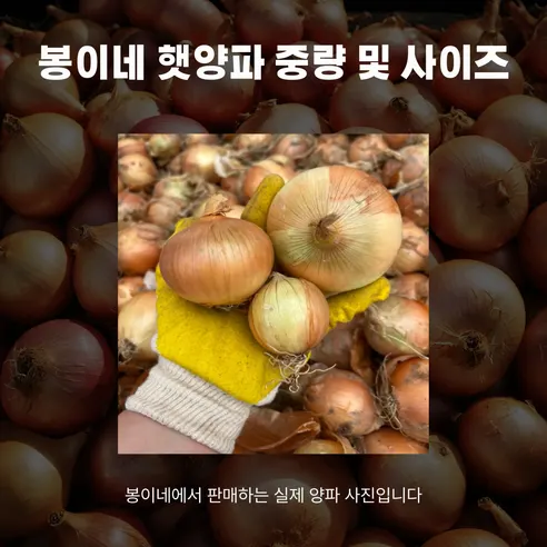 봉이네 햇 양파, 2026년수확, 국내산, 특상, 5kg, 1개 상세 이미지 18