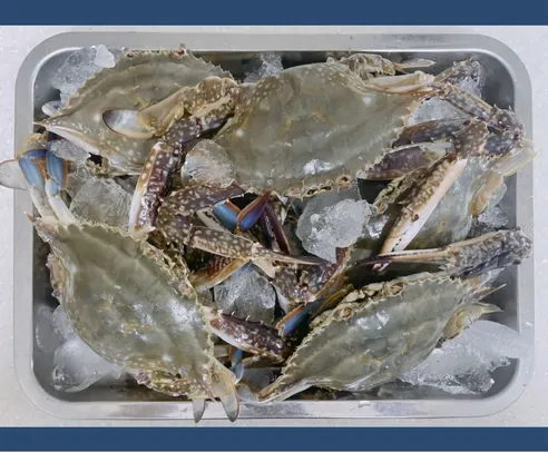 찬바다 국내산 생물 숫꽃게, 1kg, 1세트 상세 이미지 22
