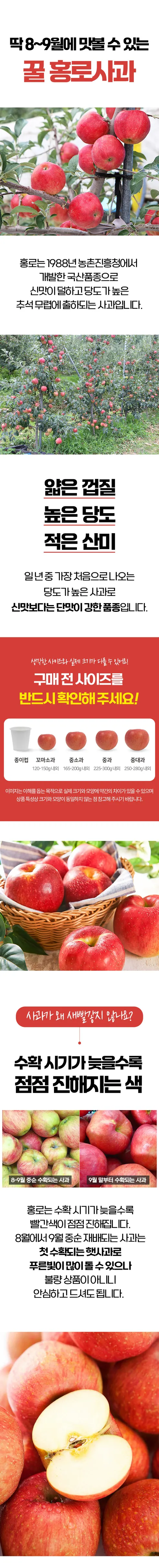 잇담 경북 홍로사과, 가정용, 실속형, 꼬마소과, 2kg, 13-18과 내외, 1개 상세 이미지 8