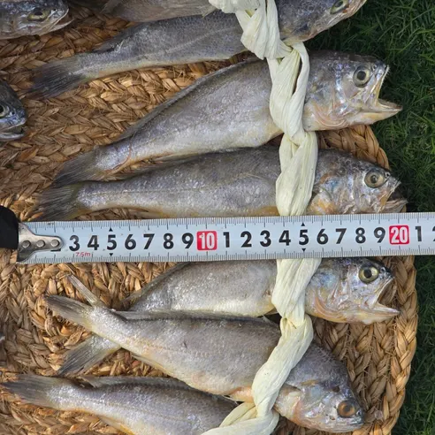 법성포 영광 굴비, 대, 17-21cm 내외, 20미, 1박스 상세 이미지 9