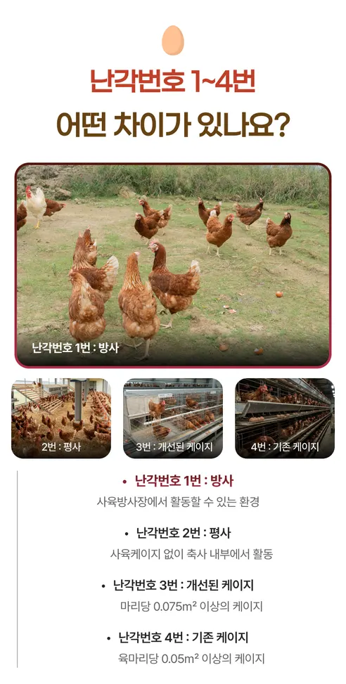 백년본가 국내산 무항생제 난각번호 1번 유정란, 대란, 40구, 1개 상세 이미지 10