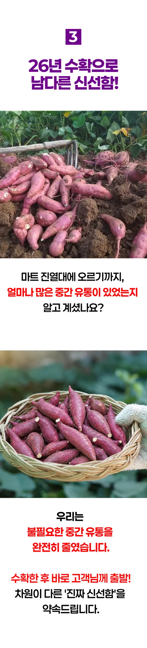 꿀고구마 베니하루카, 한입, 5kg, 1박스 상세 이미지 10